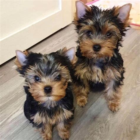 Yorkshire terrier for sale near me under 500 - Find a yorkshire terrier on Gumtree, the #1 site for Dogs & Puppies for Sale classifieds ads in the UK.
